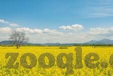 糖心app苹果下载安装-依心所选，精彩由你 —— 糖心APP的苹果设备下载与安装指南